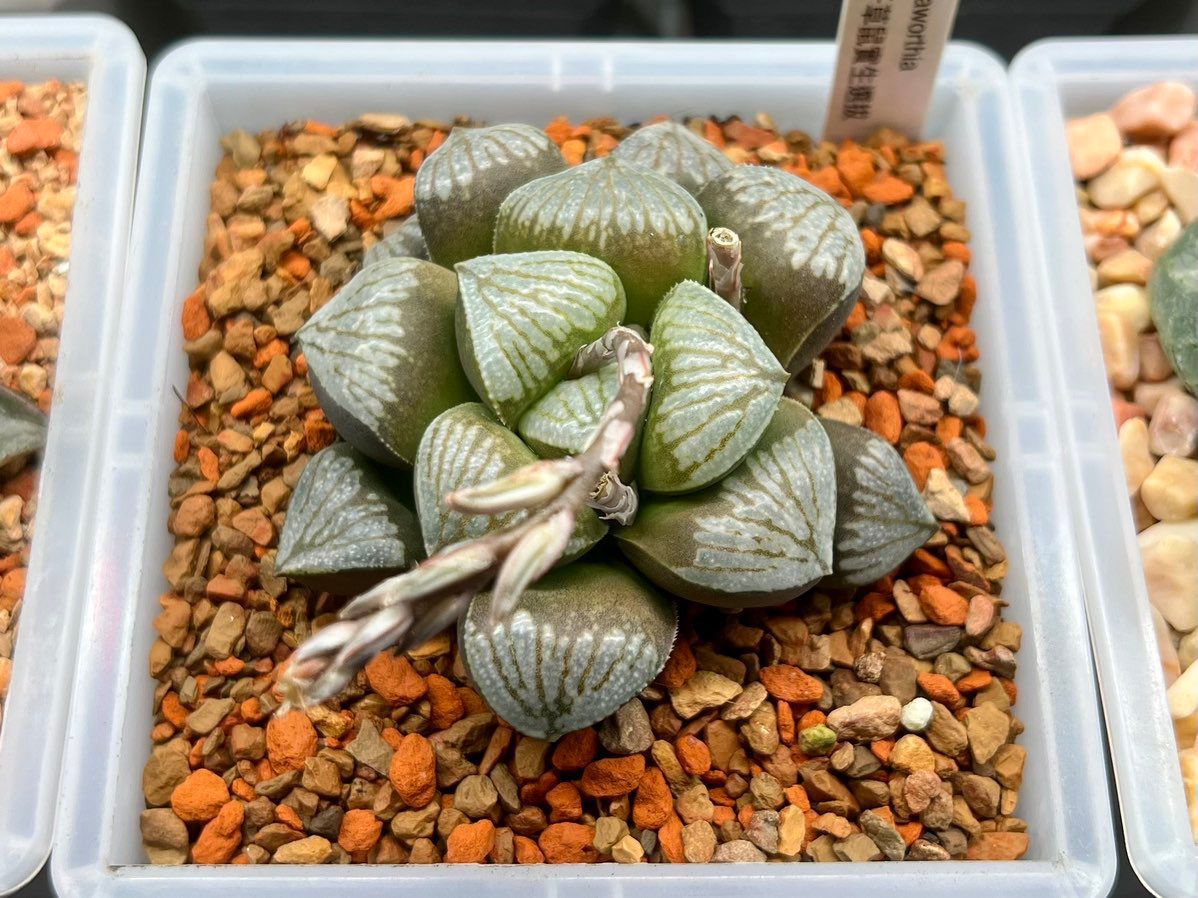 千草鼠F1