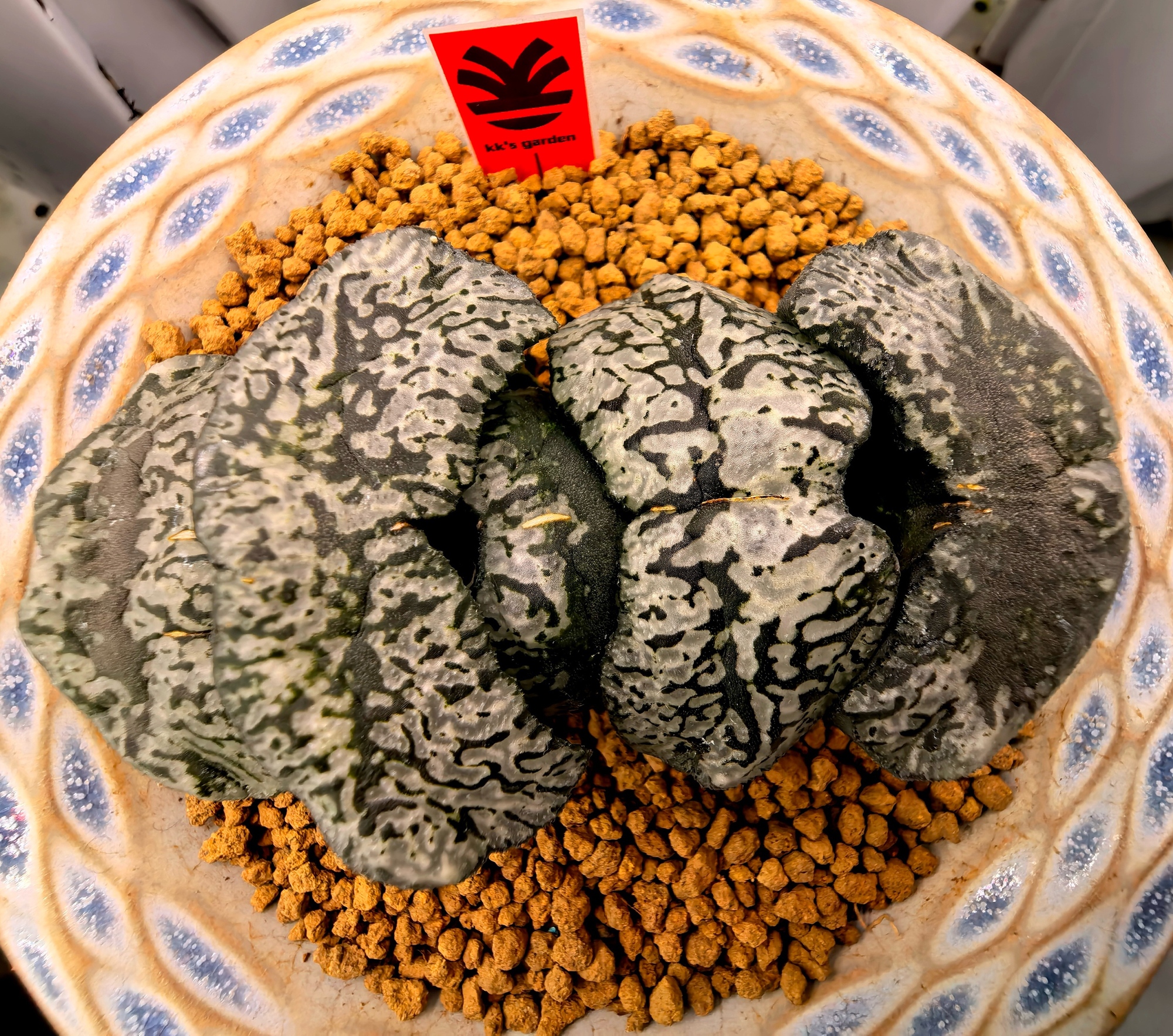 More Photos of 炼狱
