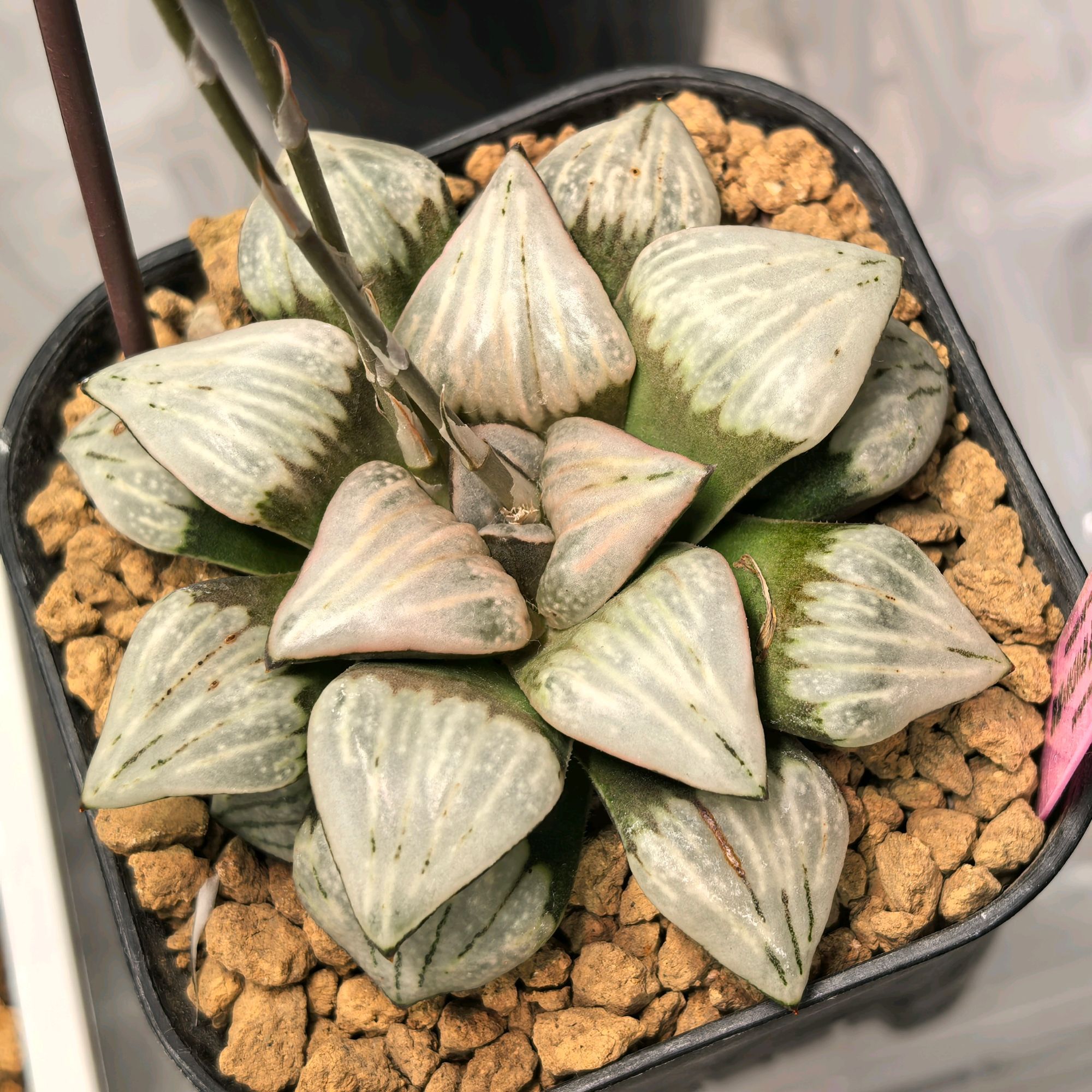 山茶