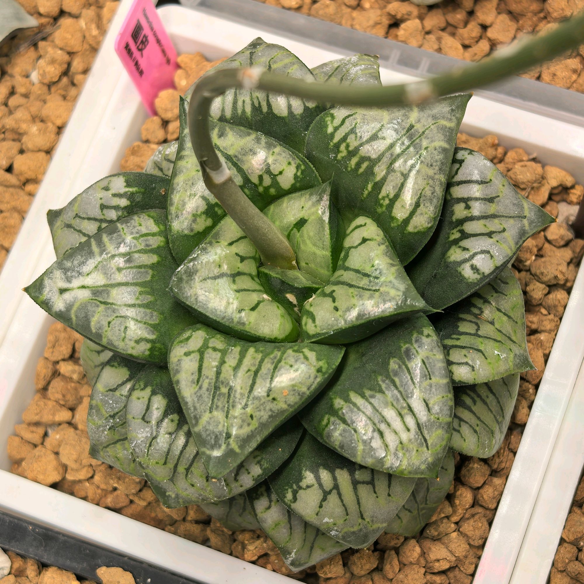 画皮