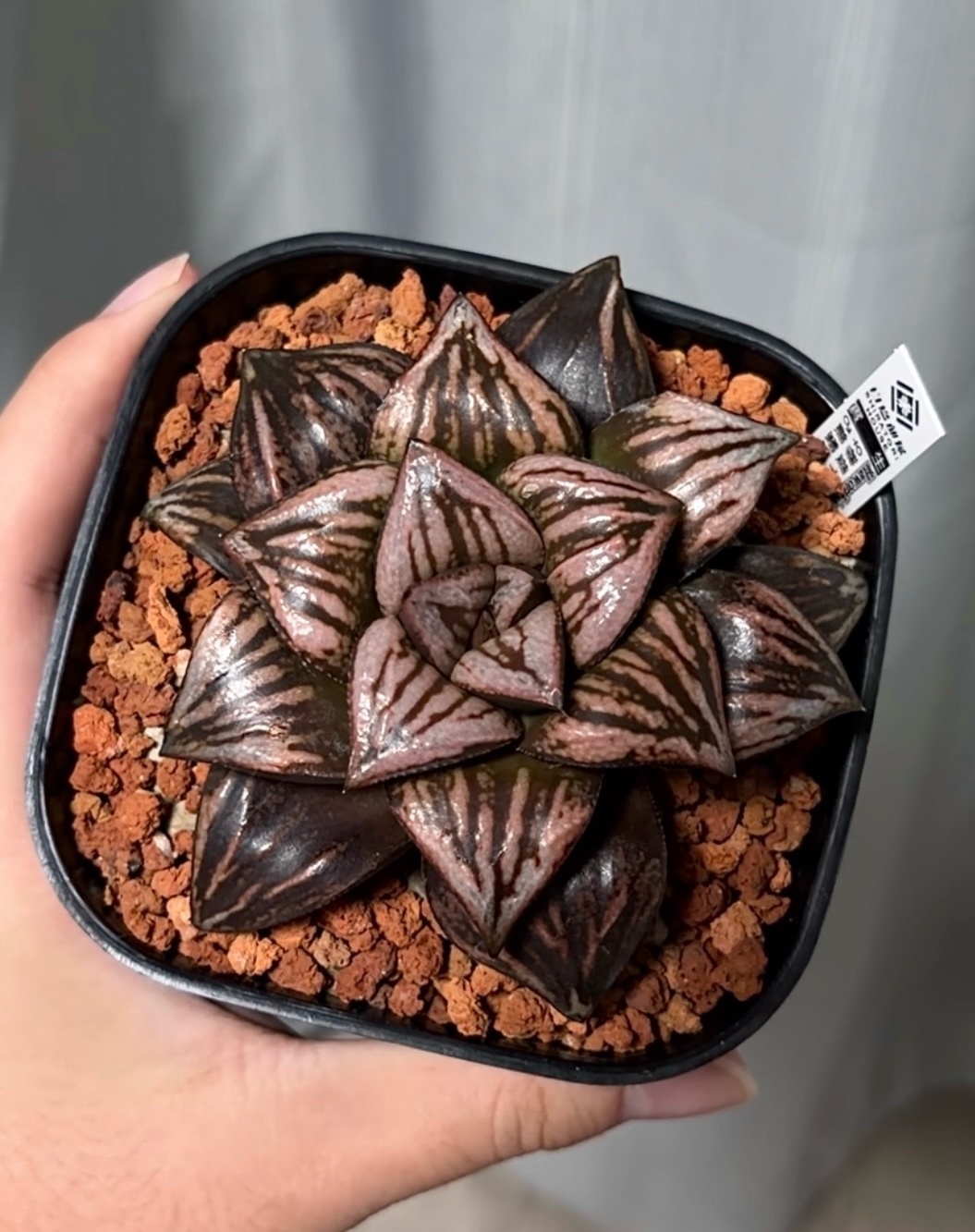 穆提卡交种x花葵交种 X 银蟹x紫蟾