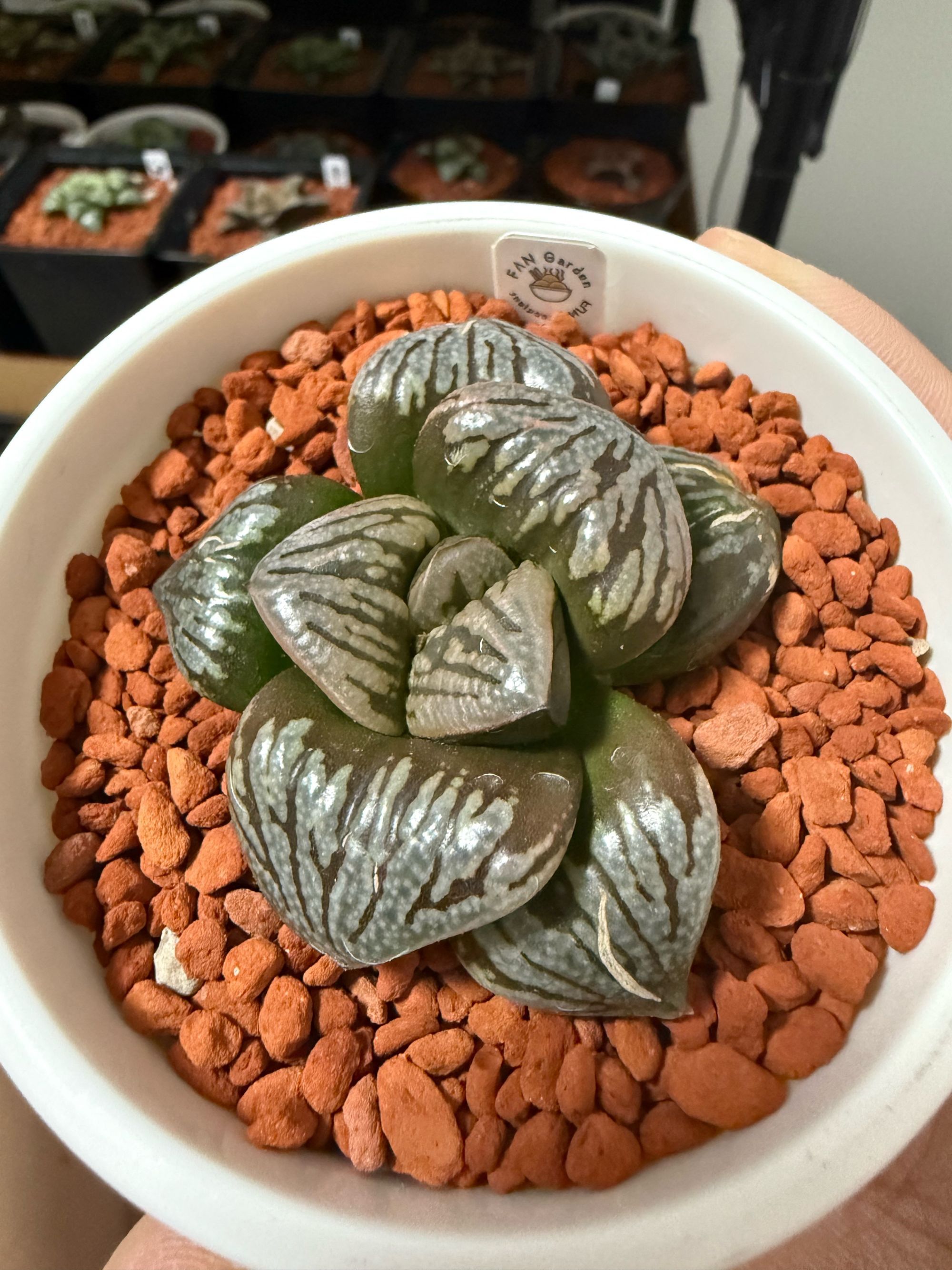 PH175 x 紫婵hyb*MKLA