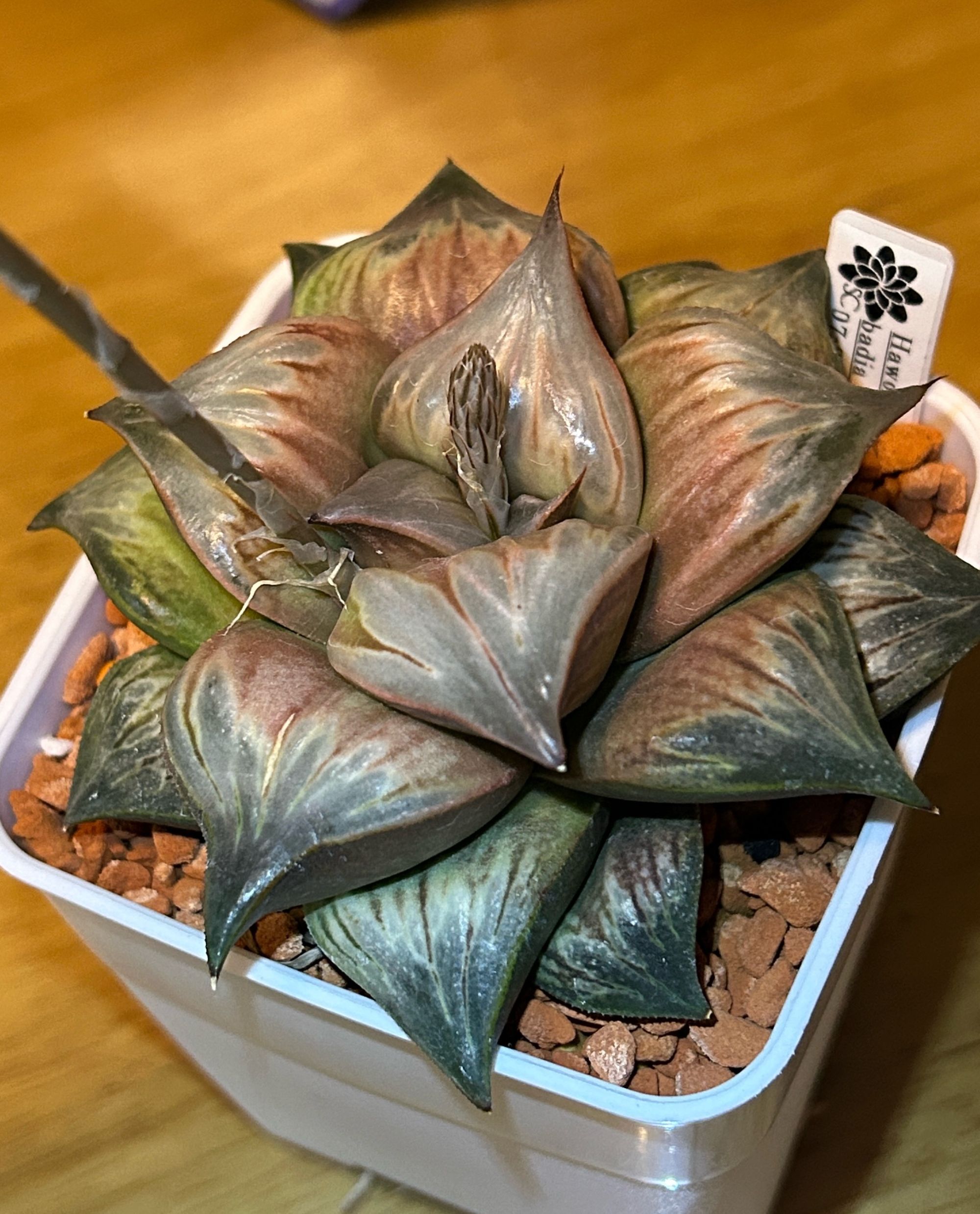 金芭