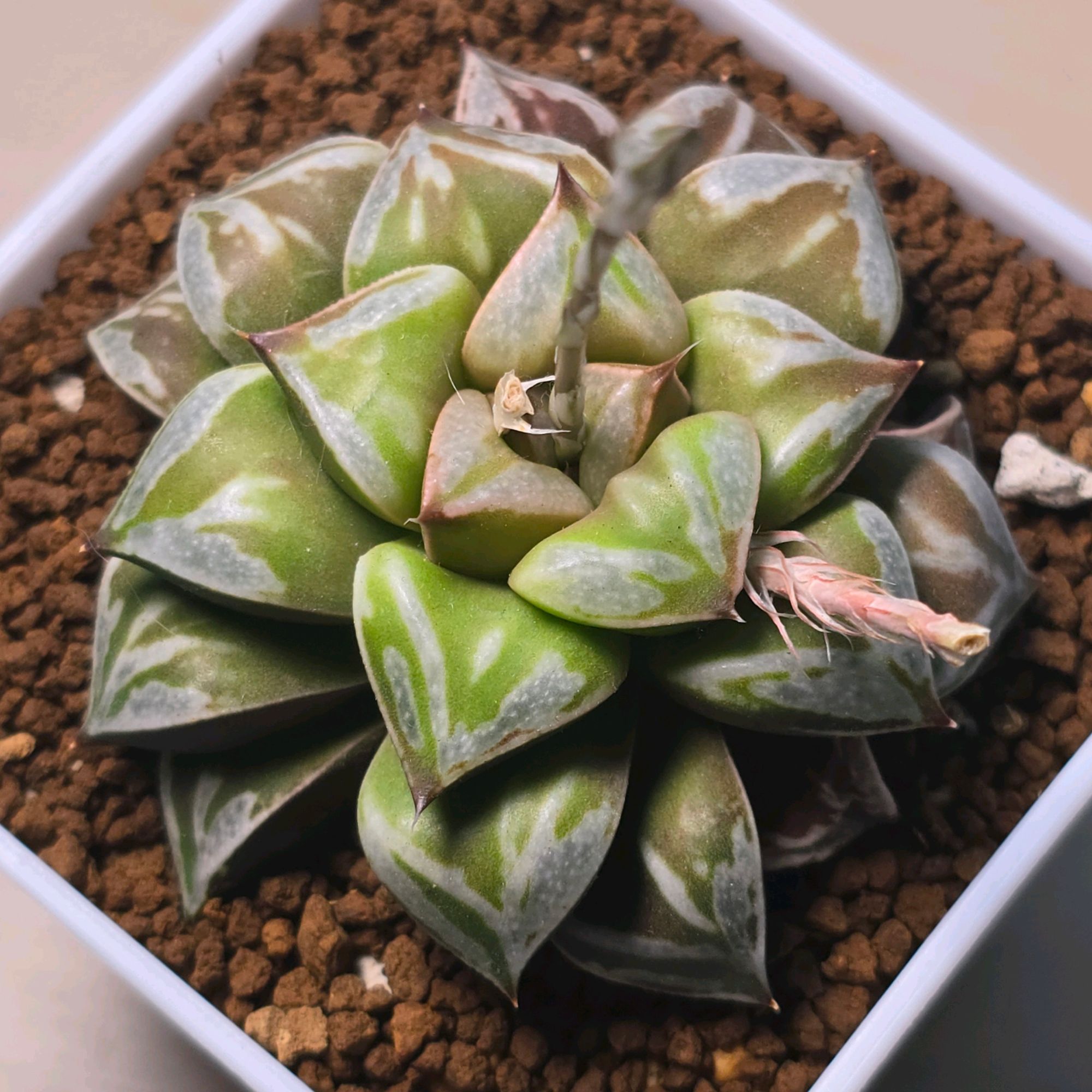 微米交種 x 狼龜