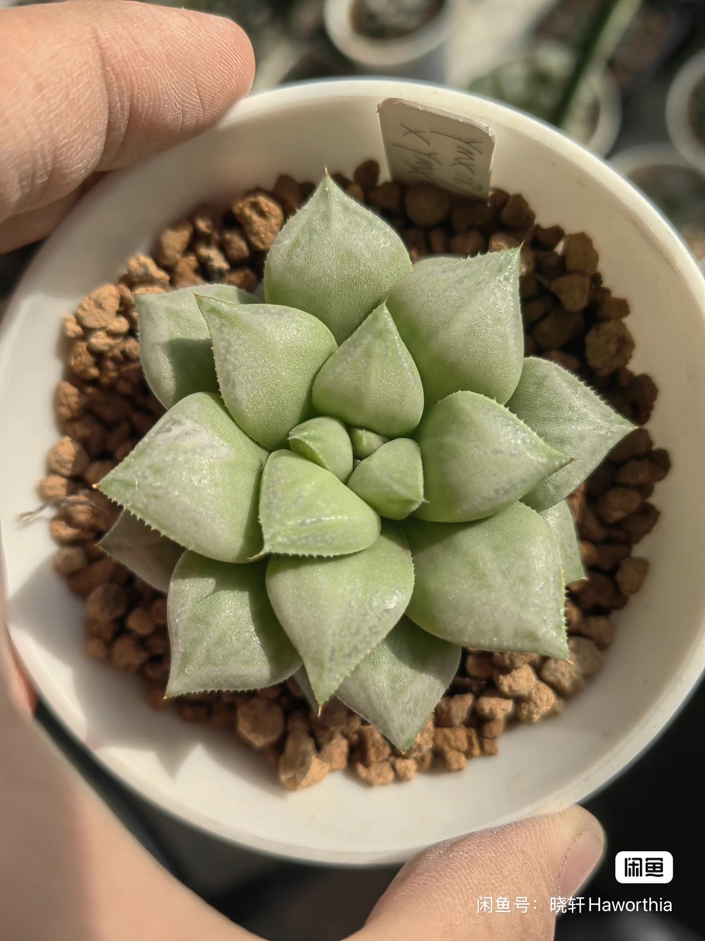 茉莉奶绿