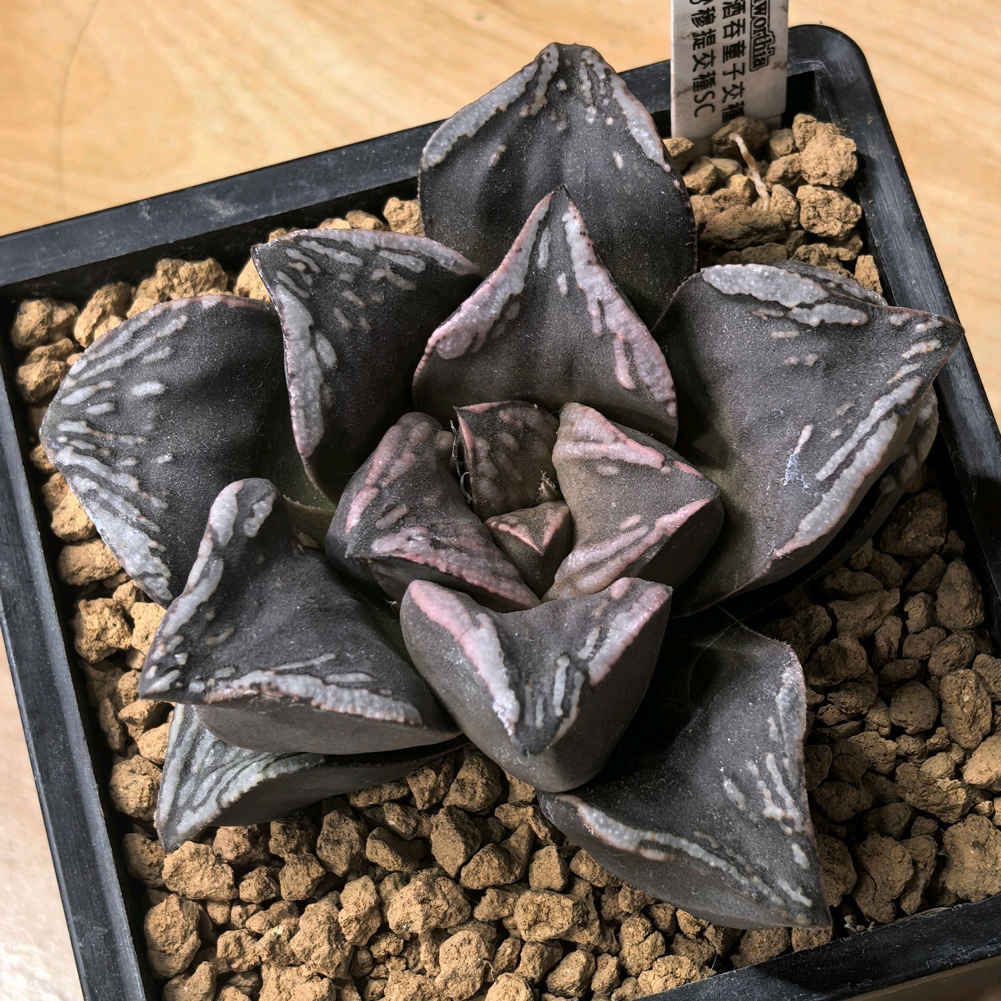 酒吞童子交种×穆提卡交种SC