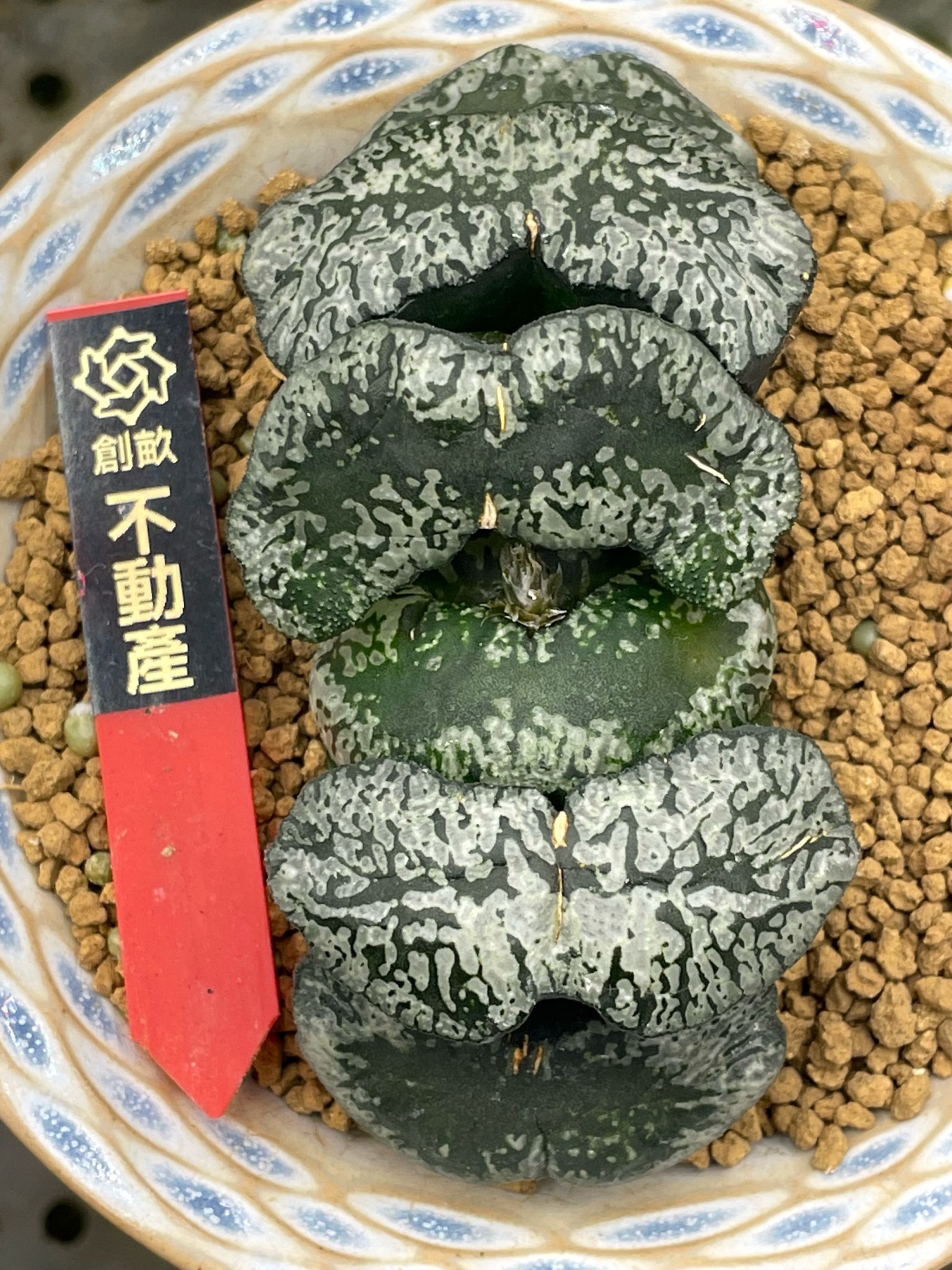 炼狱