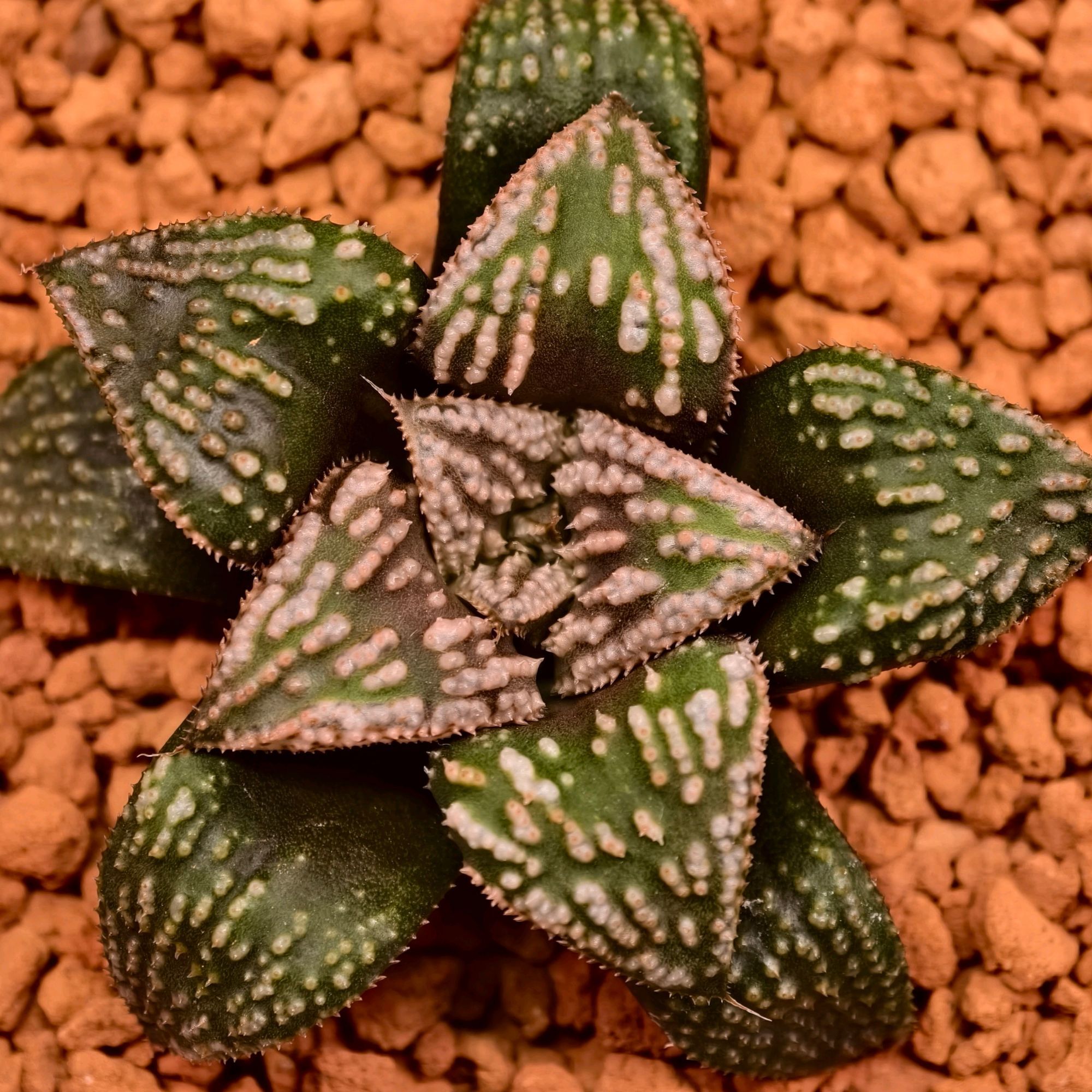 紫婵f2x红狼*穆提卡sc
