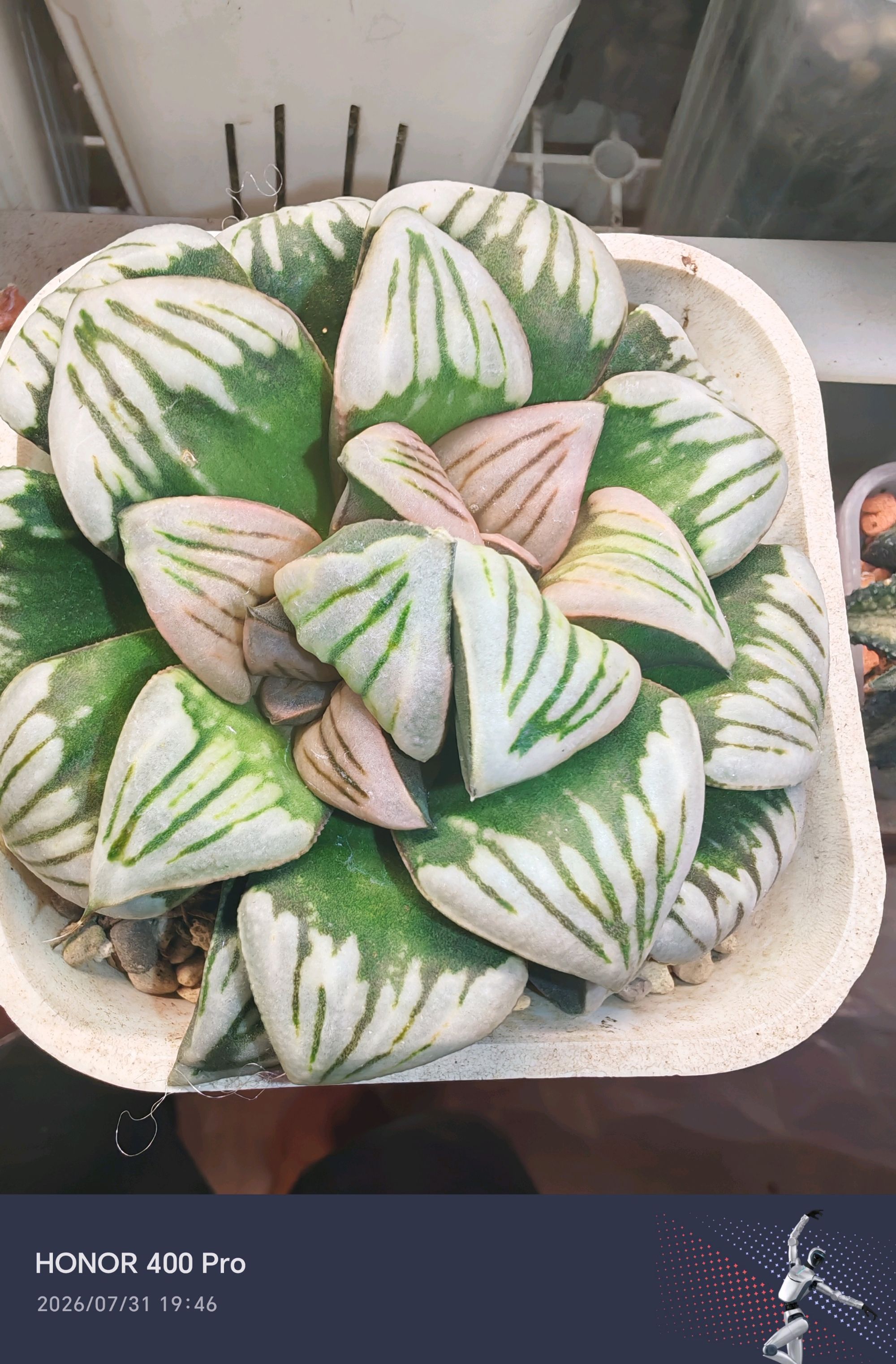 莫提卡交种xDWxWW