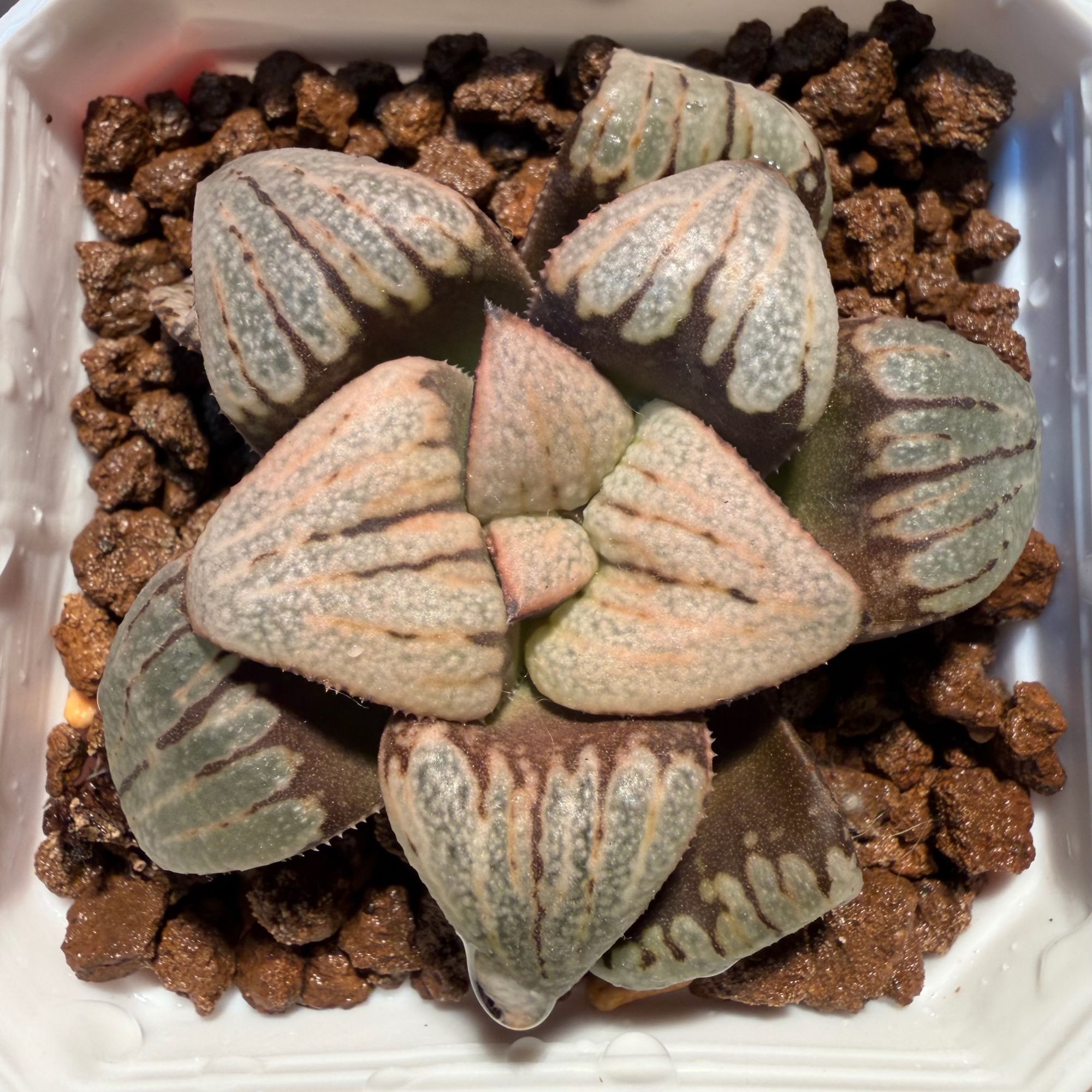 芭提雅 x 爱情车站