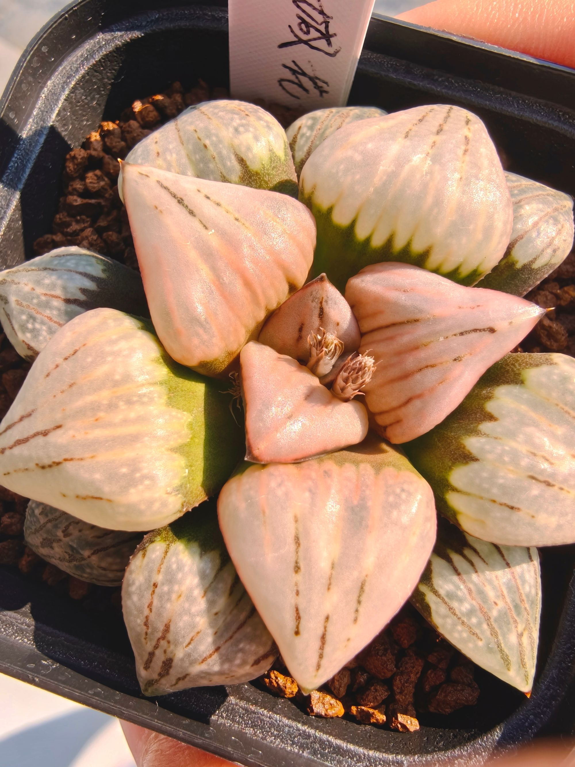 山茶