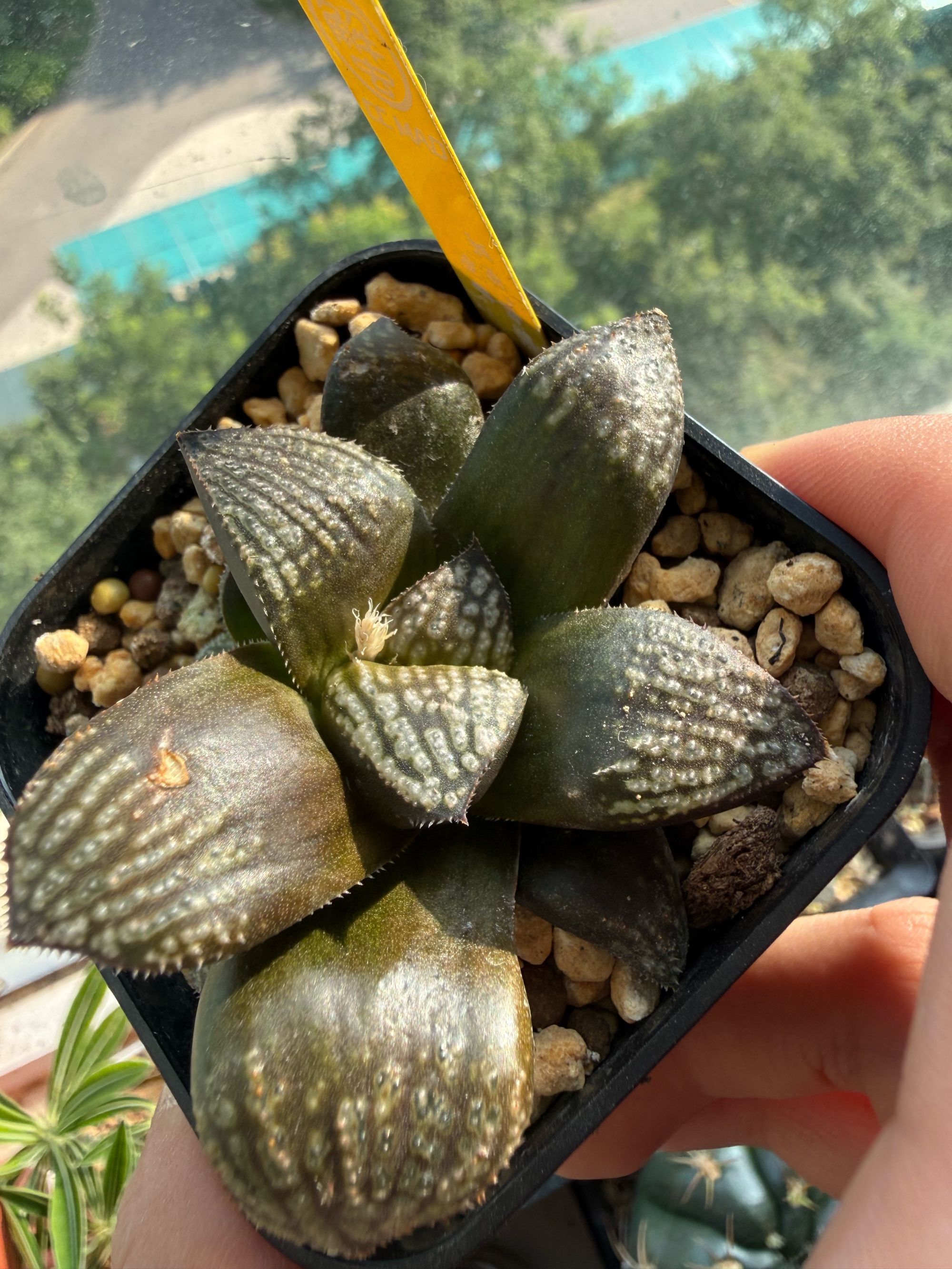 黑雨