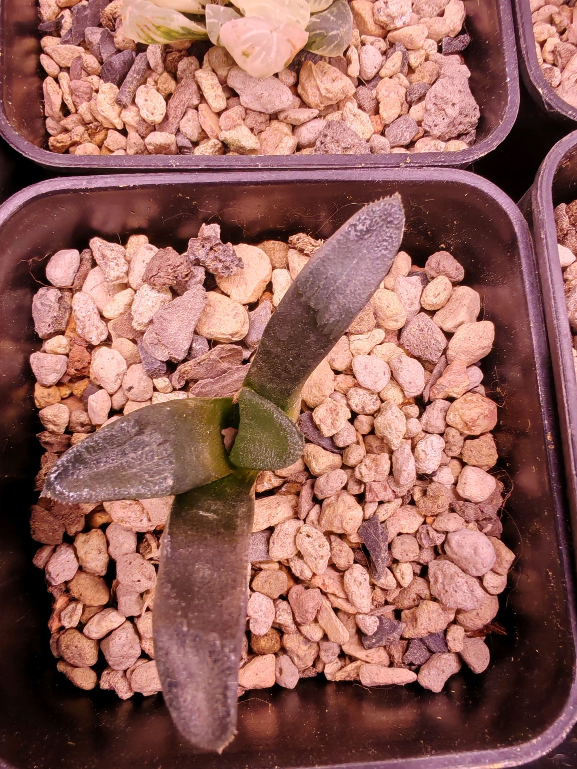 不知名克