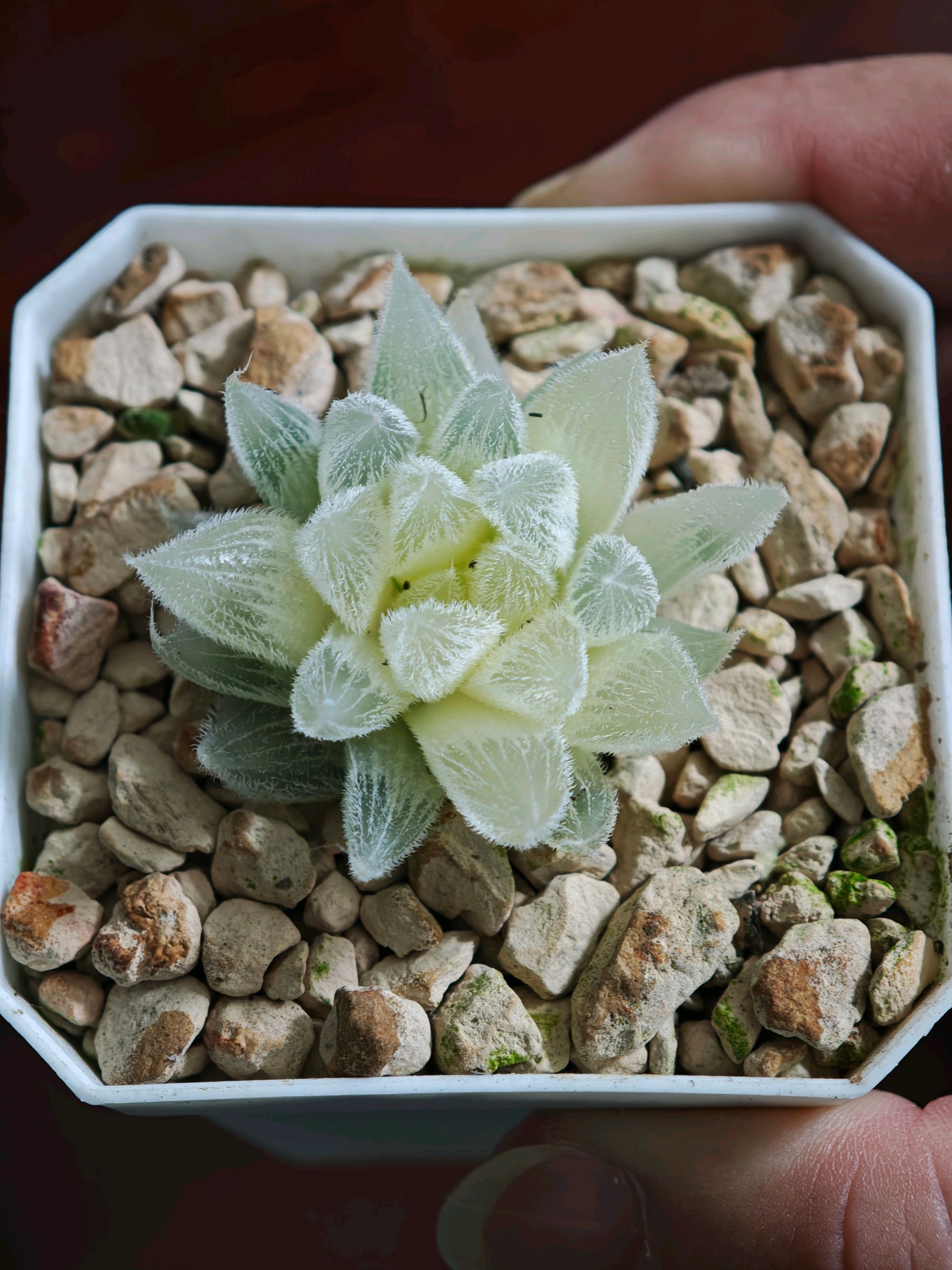 毛玉露锦