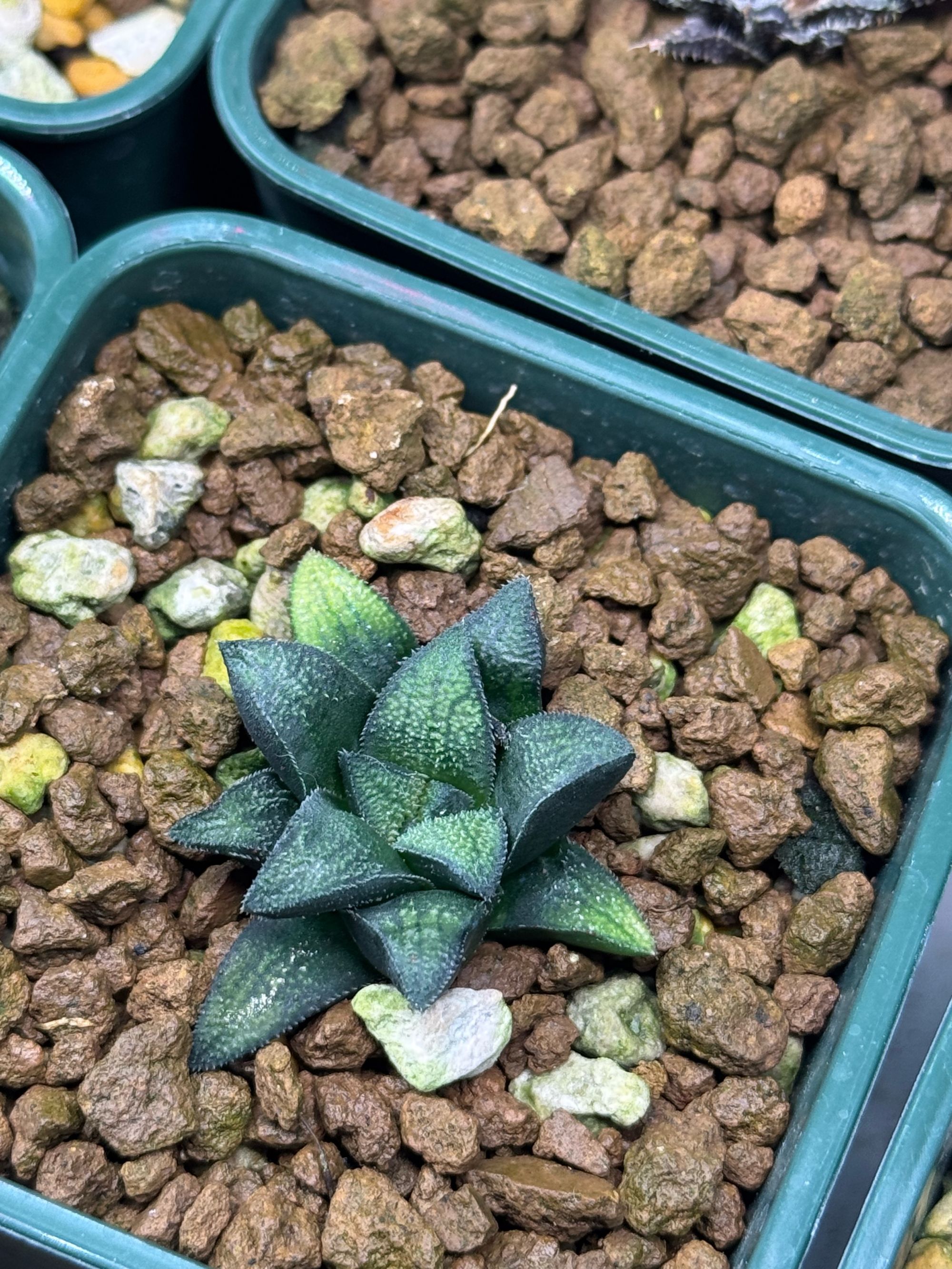 点点莫瑞莎