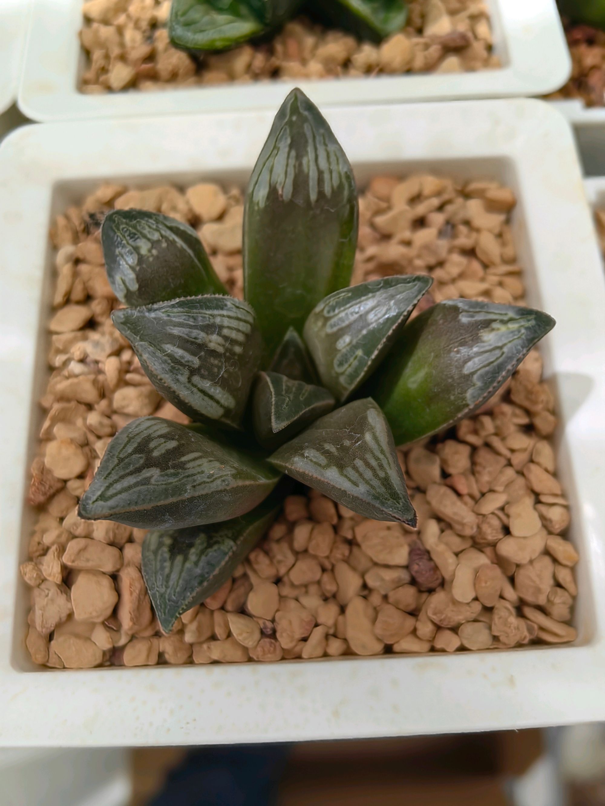 实生（侧芽）