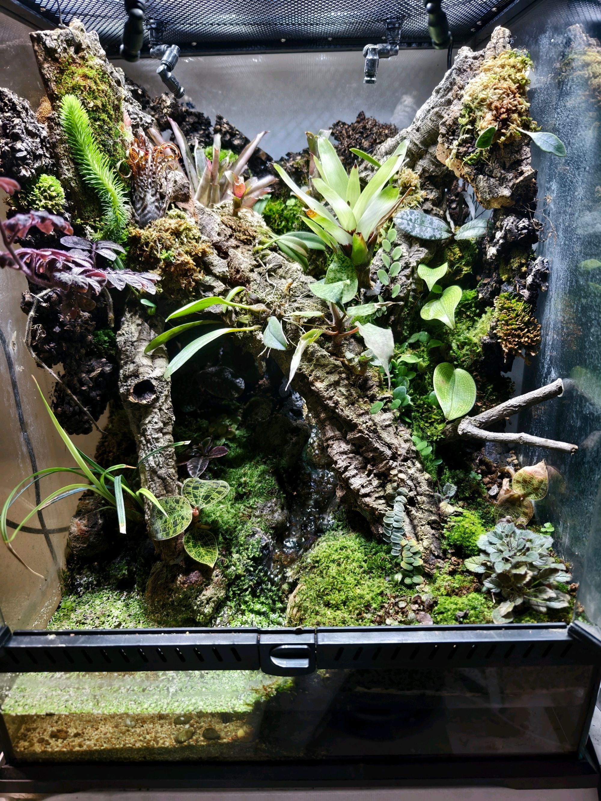 小雨林缸里的植物们