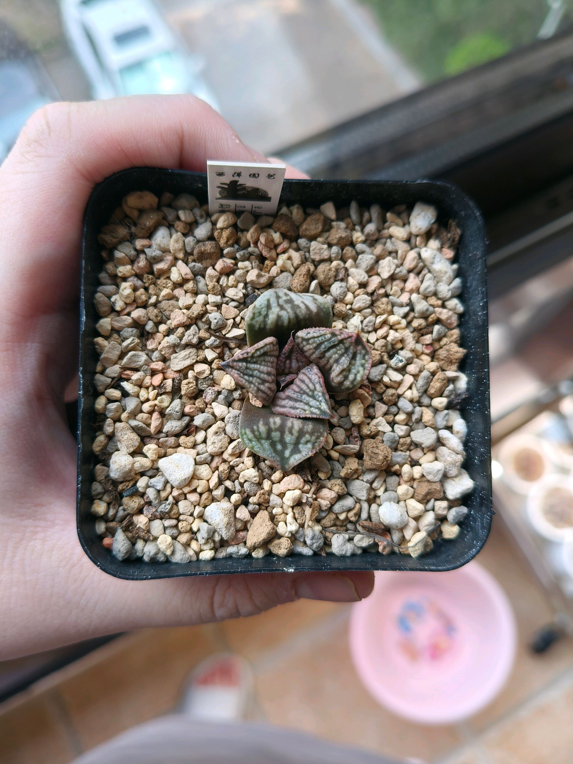 鸟花葵
